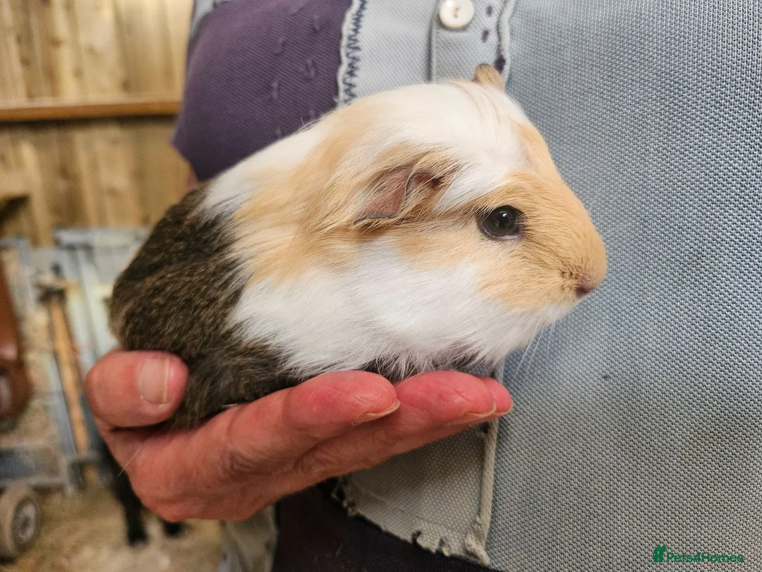 Guinea Pig rodents for sale: Pair of baby male guineas - Advert 2