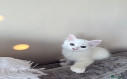 Persian cats for sale: Fluffy indoor kittens-Persian&Main Coon cross  - Image 9