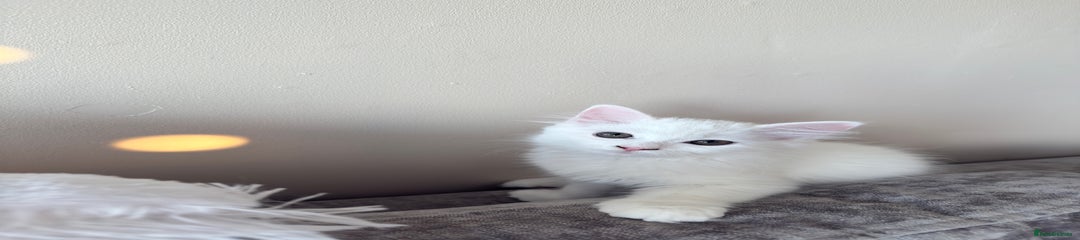 Persian Kitten 2