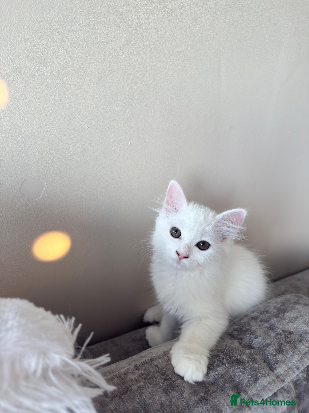Persian cats for sale: Fluffy indoor kittens-Persian&Main Coon cross  - Image 9
