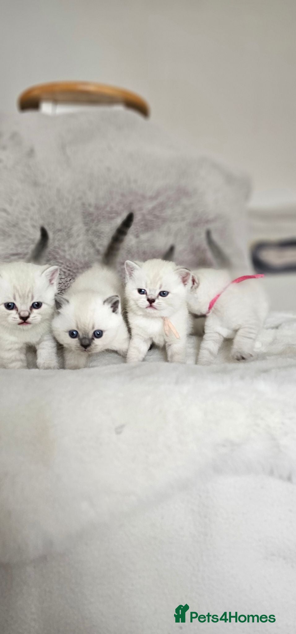British Shorthair cats Beautiful Colourpointed Kittens - Advert 1