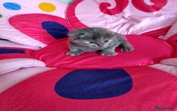 Mixed Breed cats for sale: 3 stunning kittens - Image 2