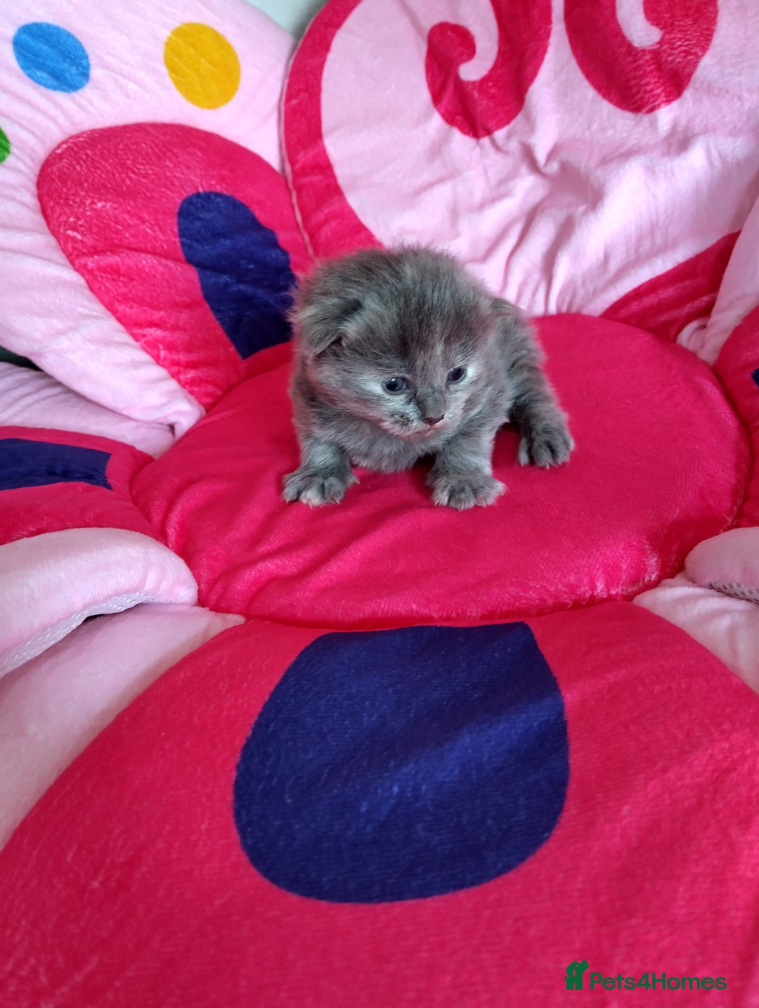 Mixed Breed cats for sale: 3 stunning kittens - Image 2