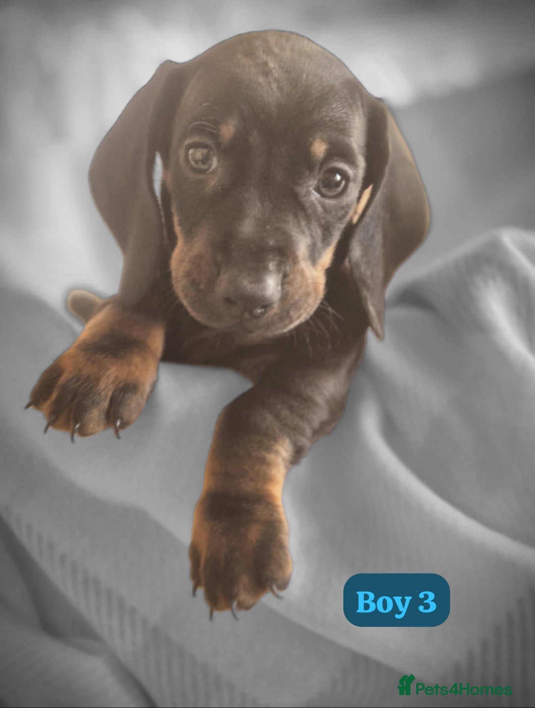 Dachshund dogs for sale: Dachshund puppies - Image 2
