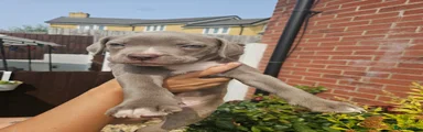Mixed Breed 3