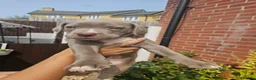 Mixed Breed dogs for sale: Cane corso x American bully puppies - Advert 5