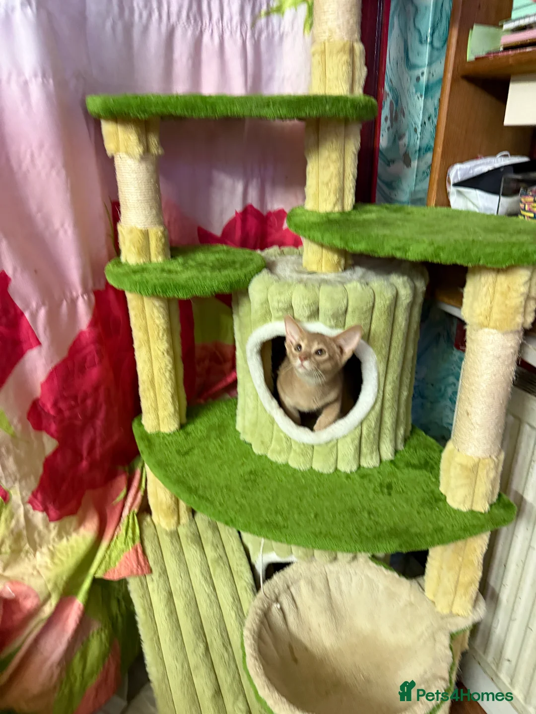 Abyssinian cats for sale: Ready for a new home - Advert 20