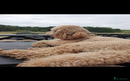 Miniature Poodle dogs for stud: Minature Poodle Stud Dog - Image 5