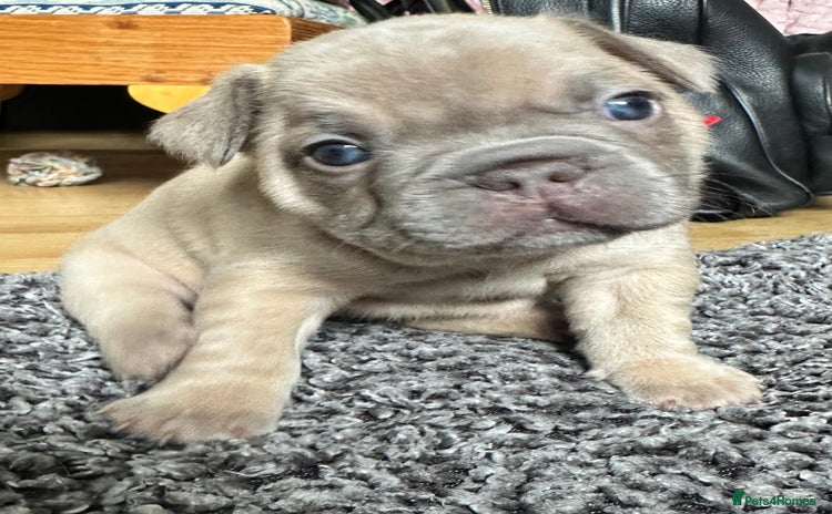 French Bulldog dogs - Advert 7