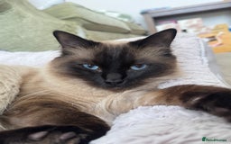 Ragdoll cats for sale: Beautiful 14 Month Old Ragdoll Boy  - Image 3