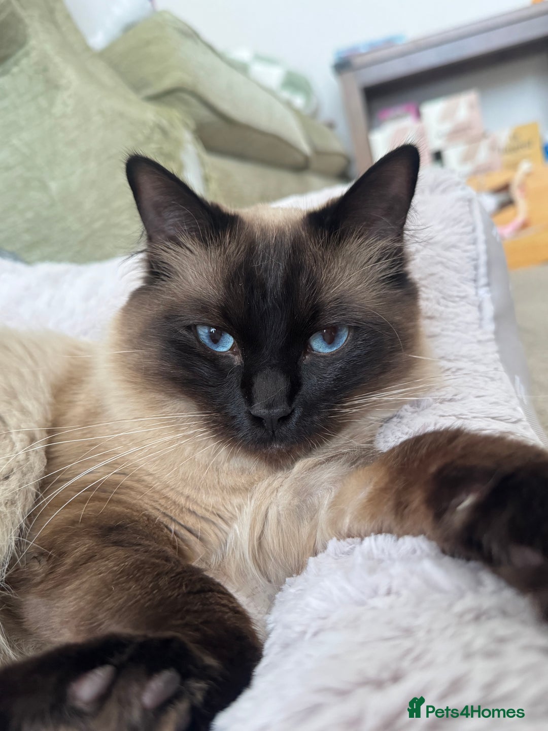 Ragdoll cats for sale: Beautiful 14 Month Old Ragdoll Boy  - Image 3