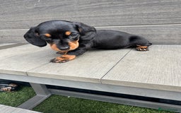Dachshund dogs for sale: Dachshund Puppys miniature - Image 14