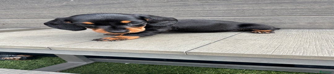 Dachshund Puppy 4