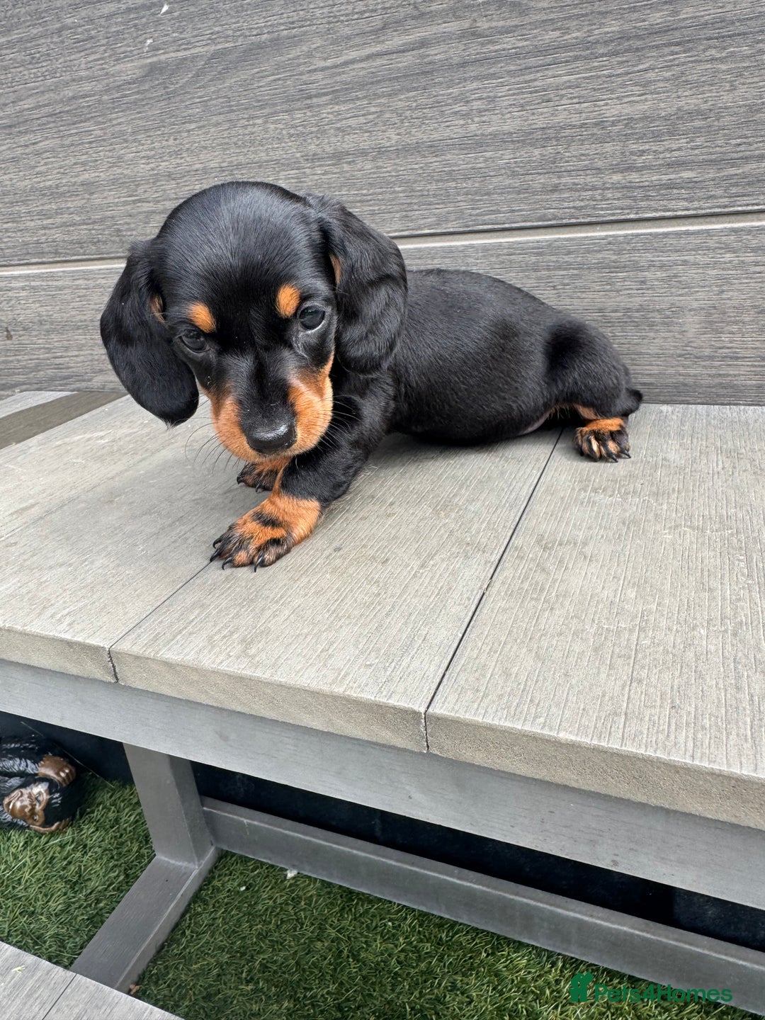 Dachshund dogs for sale: Dachshund Puppys miniature - Image 14
