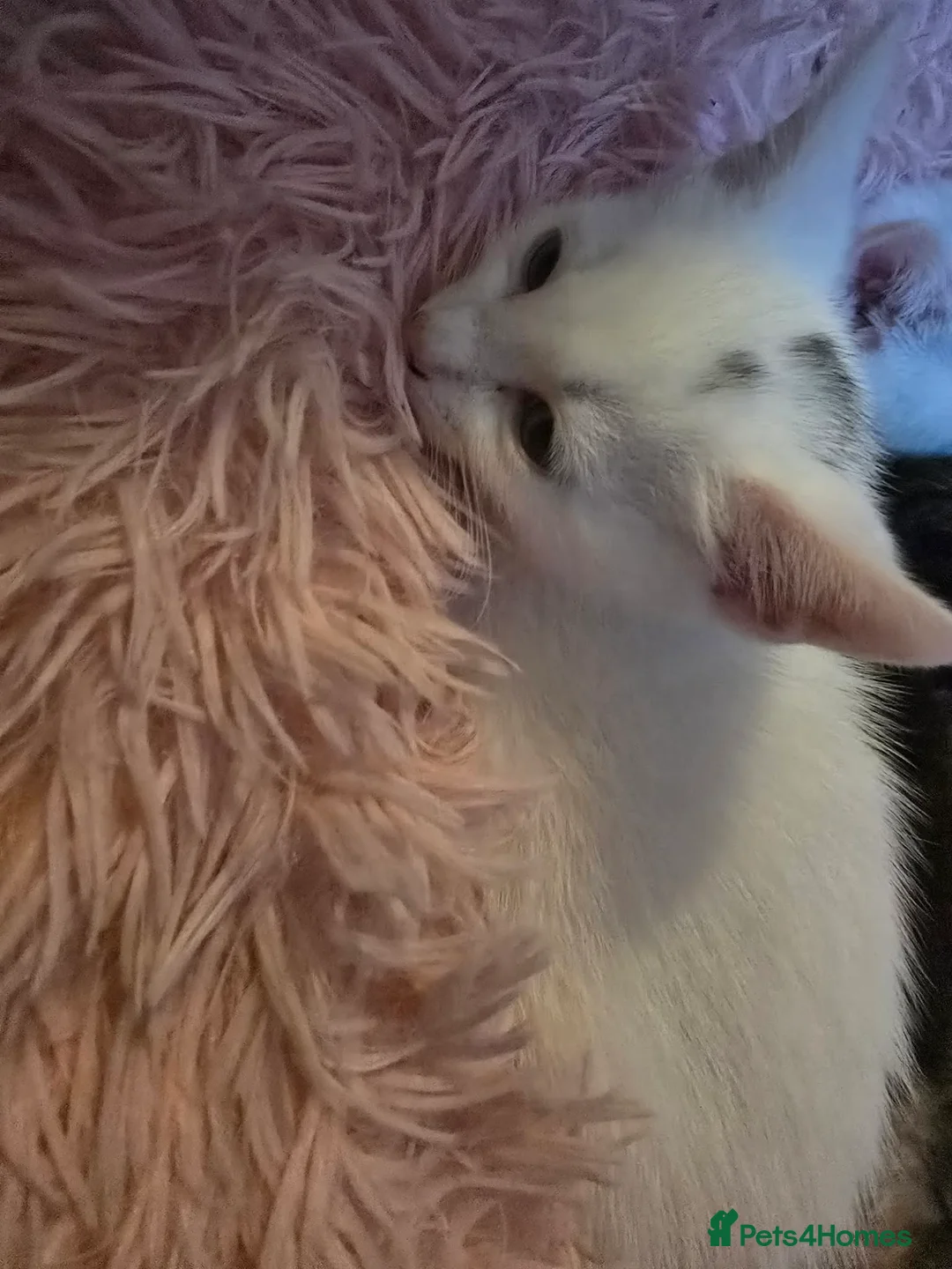 British Shorthair cats for sale: British Short Hair/ Maine Coon Cross - Advert 4