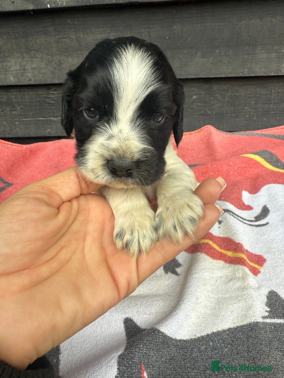 Cocker Spaniel dogs for sale: Cocker puppy 1 bitch left 3 boys  - Image 12