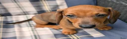 Dachshund dogs for sale: Gorgeous sausage dog puppies  - Advert 3