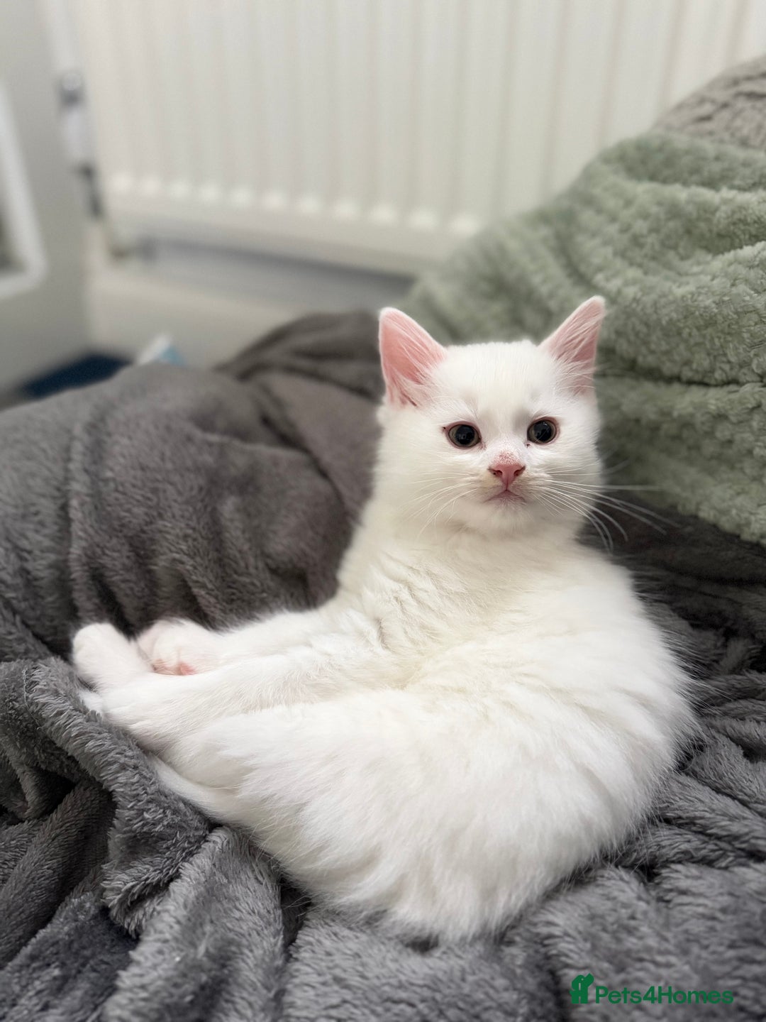 Mixed Breed cats for sale: 3 beautiful kittens available  - Advert 15