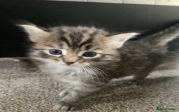 Mixed Breed cats for sale: Ragdoll x Tabbie - Image 8