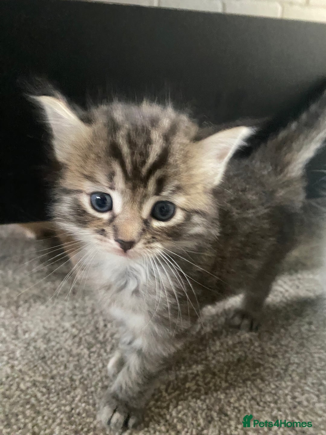 Mixed Breed cats for sale: Ragdoll x Tabbie - Image 8