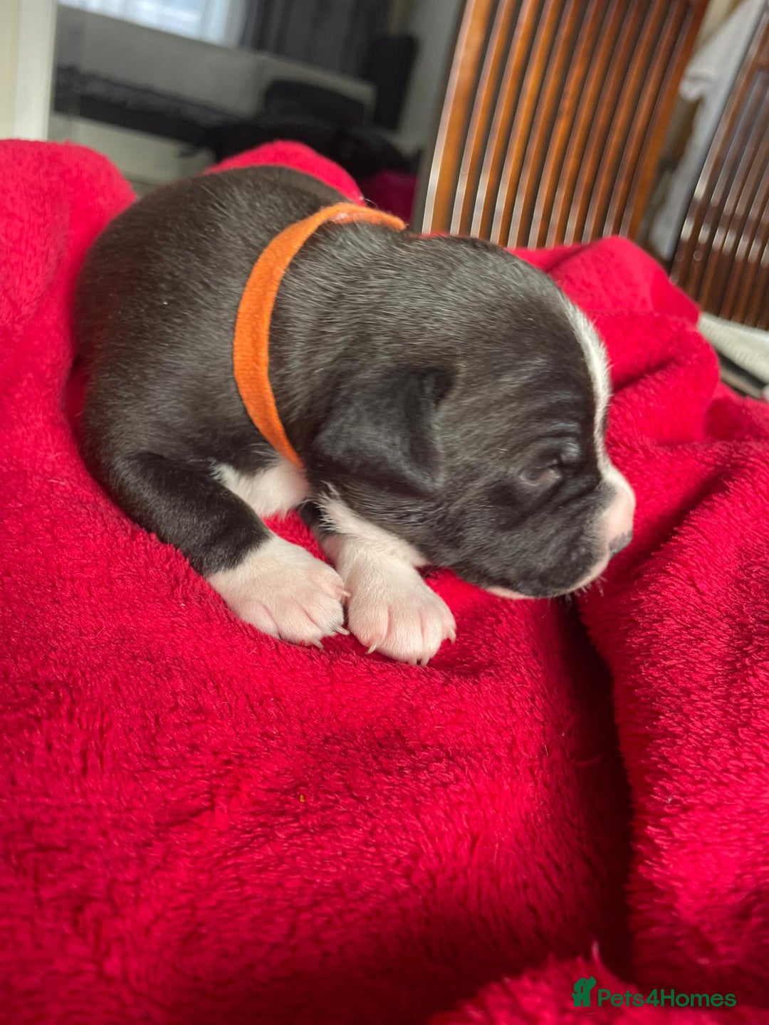 Staffordshire Bull Terrier dogs for sale: Mariusz  - Image 37