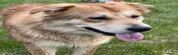 Mixed Breed dogs for sale: German Shepard cross staffie  - Advert 1