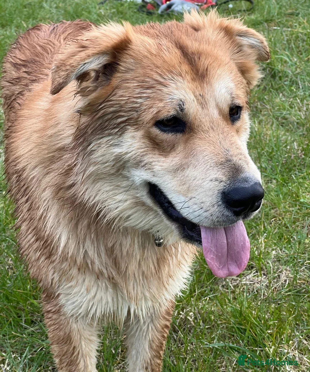 Mixed Breed dogs for sale: German Shepard cross staffie  - Advert 1