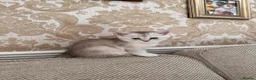 British Shorthair cats for sale: Scottish straight,black silver shaded - Advert 4
