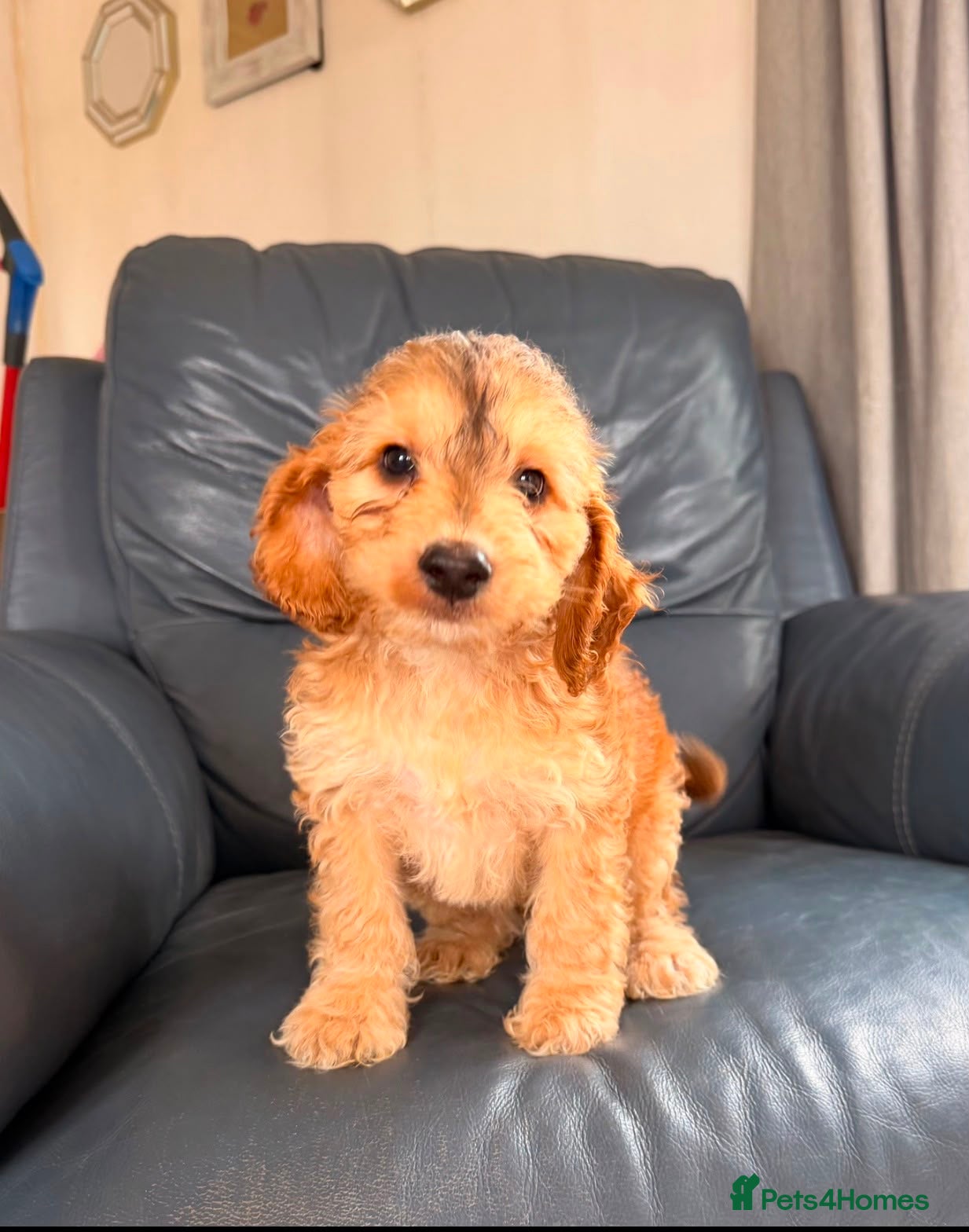 Cockapoo dogs Gorgeous F1 cockapoo puppies  - Advert 1