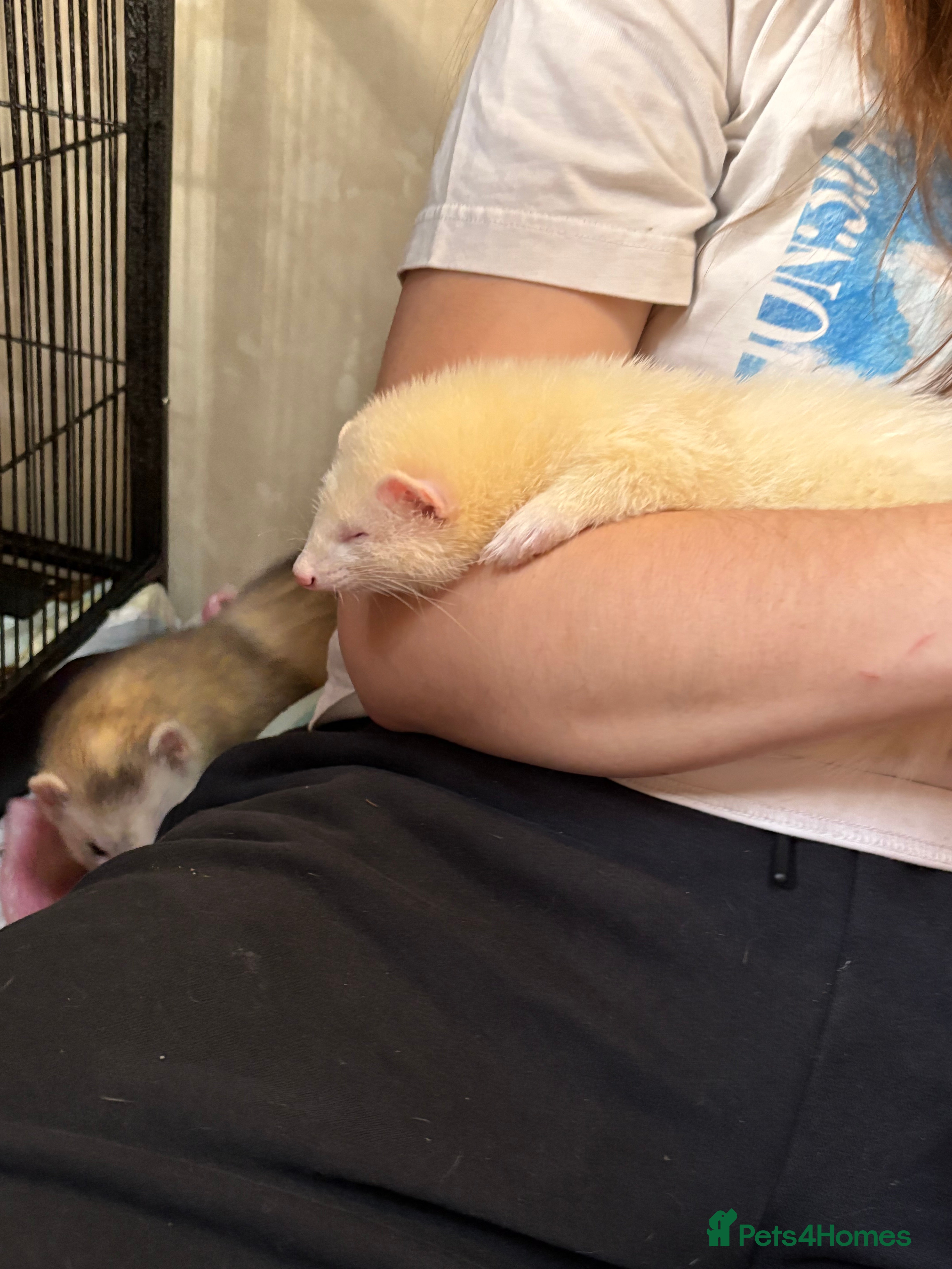 Ferret rodents Silver marked white semi angora hob - Advert 4