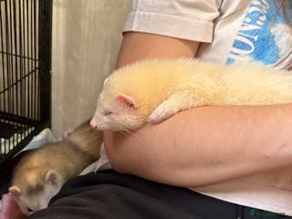 Ferret rodents Silver marked white semi angora hob - Advert 4