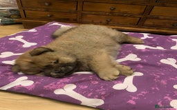 Chow Chow dogs for sale: Beautiful Male Chow Chow - Ready Now - Advert 3