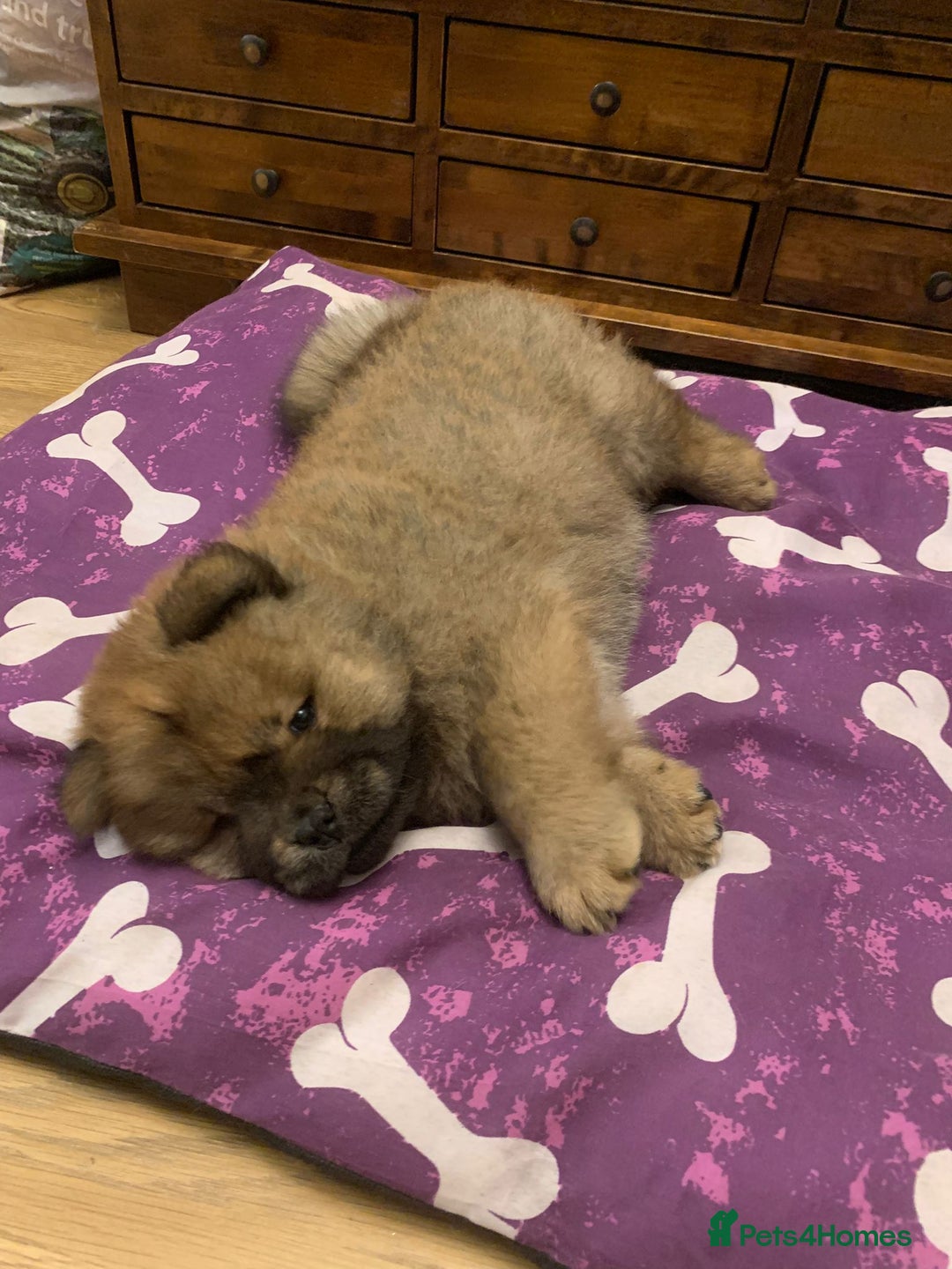 Chow Chow dogs for sale: Beautiful Male Chow Chow - Ready Now - Advert 3