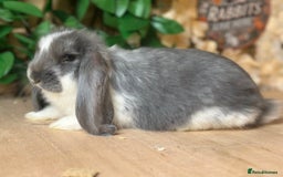 French Lop rabbits for sale: French lop babies - Image 8
