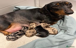 Miniature Dachshund dogs for sale: Absolutely stunning, very healthy dapple dachshund - Image 8