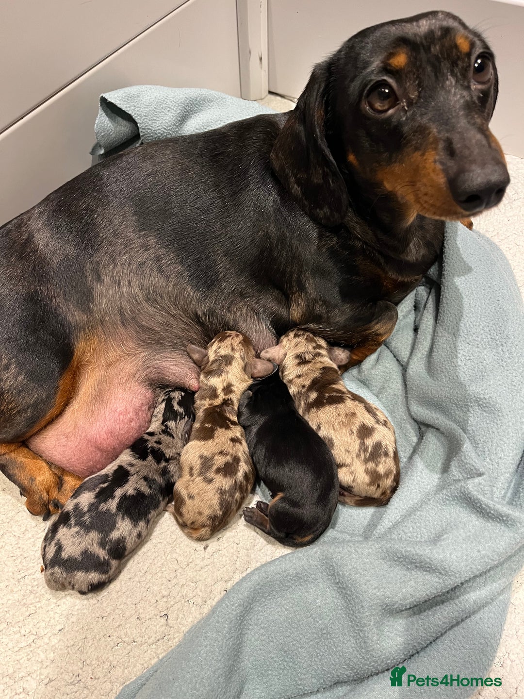 Miniature Dachshund dogs for sale: Absolutely stunning, very healthy dapple dachshund - Image 8