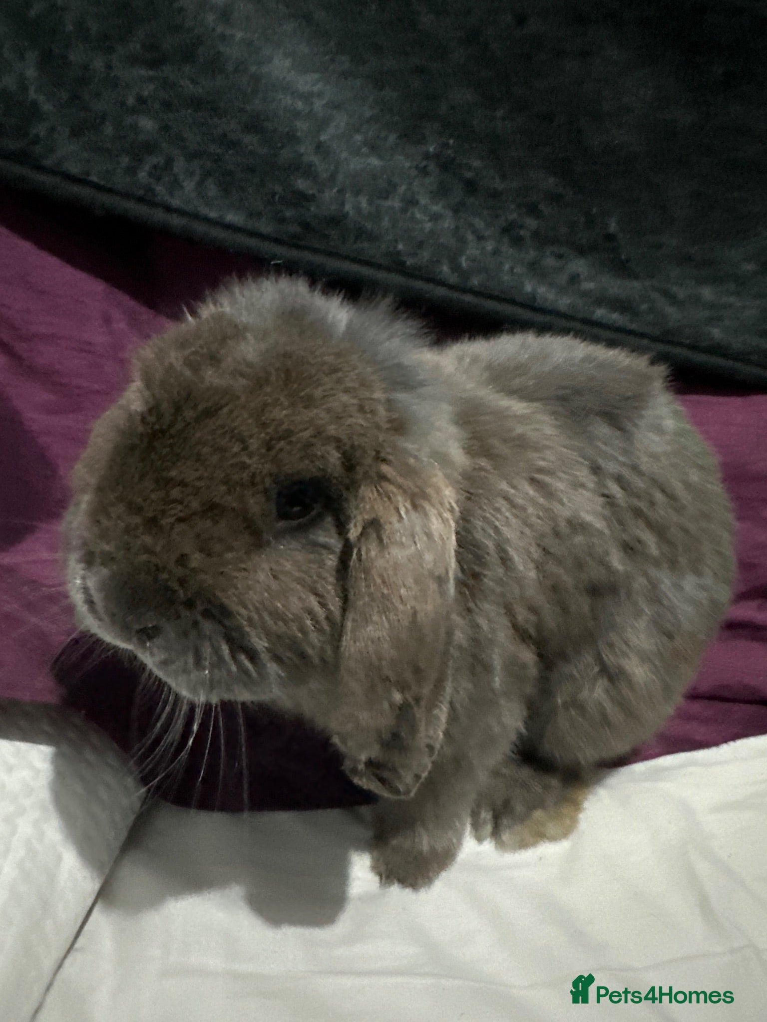 Mini Lop rabbits 2 male mini lops available for sale - Advert 1