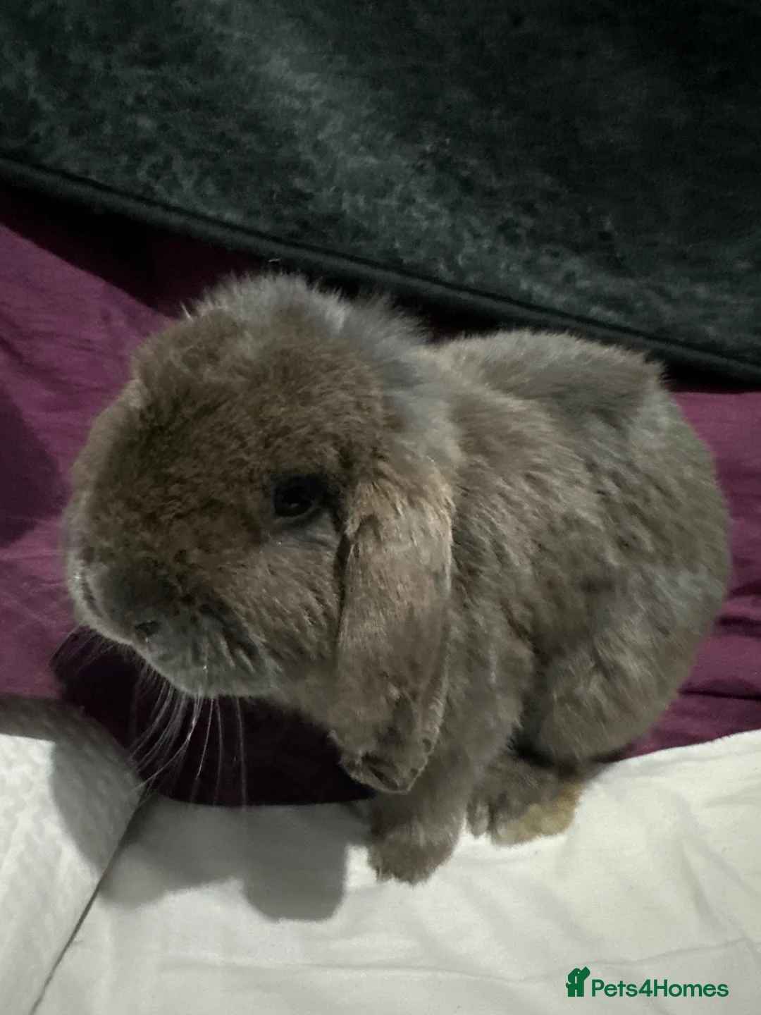Mini Lop rabbits for sale: 2 male mini lops available for sale in Manchester - Advert 1