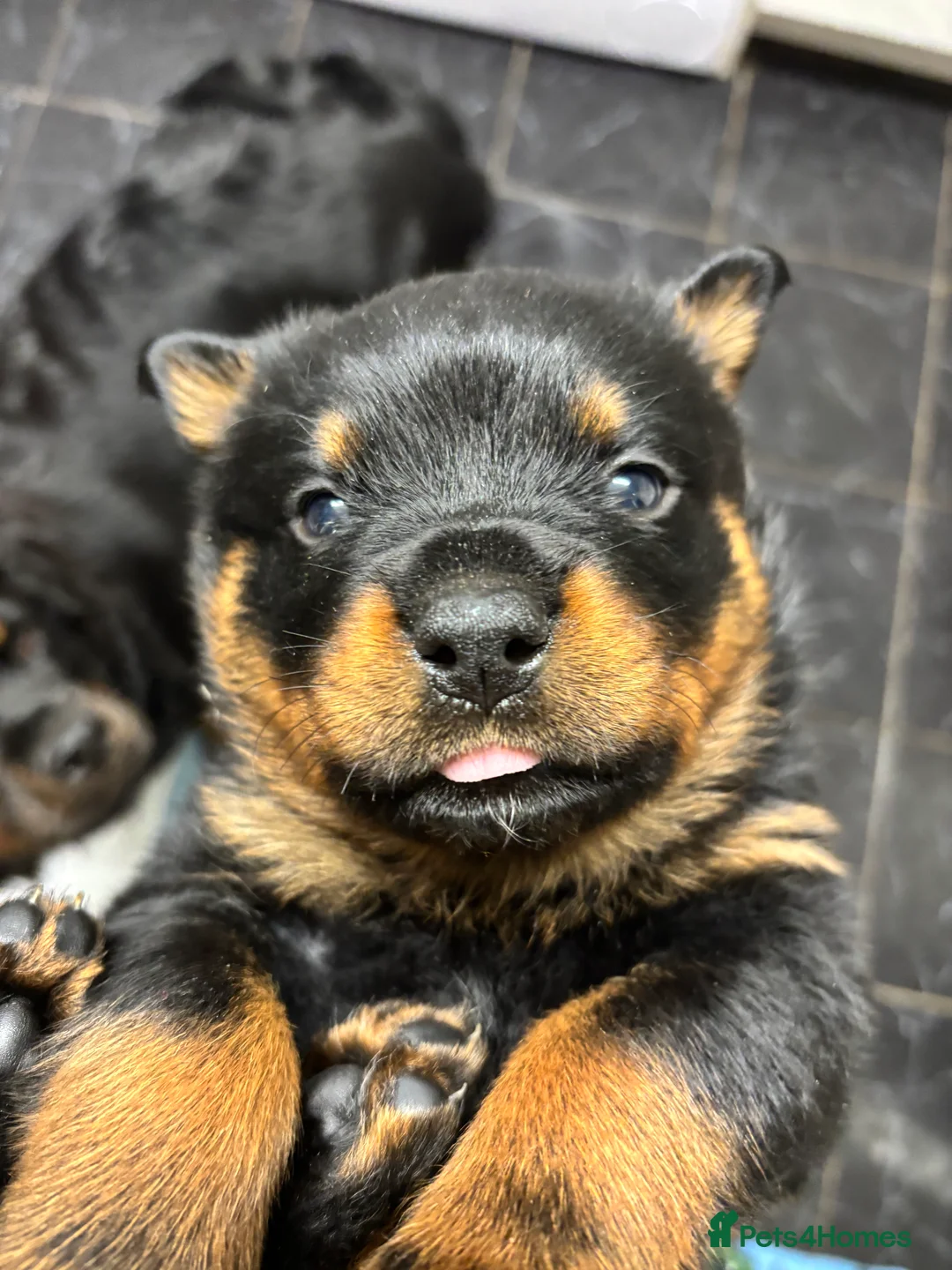 Rottweiler dogs for sale: *** Pedigree Rottweiler puppies ready in 2 wks*** - Advert 2