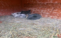 Dwarf Lop rabbits for sale: Baby rabbits for sale *6 - Advert 3