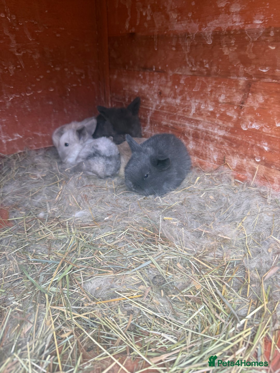Dwarf Lop rabbits for sale: Baby rabbits for sale *6 - Advert 3