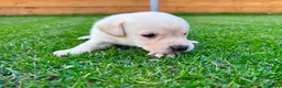 Labrador Retriever dogs for sale: KC Registered Labrador Babies 🐾🐾🐾 - Advert 29