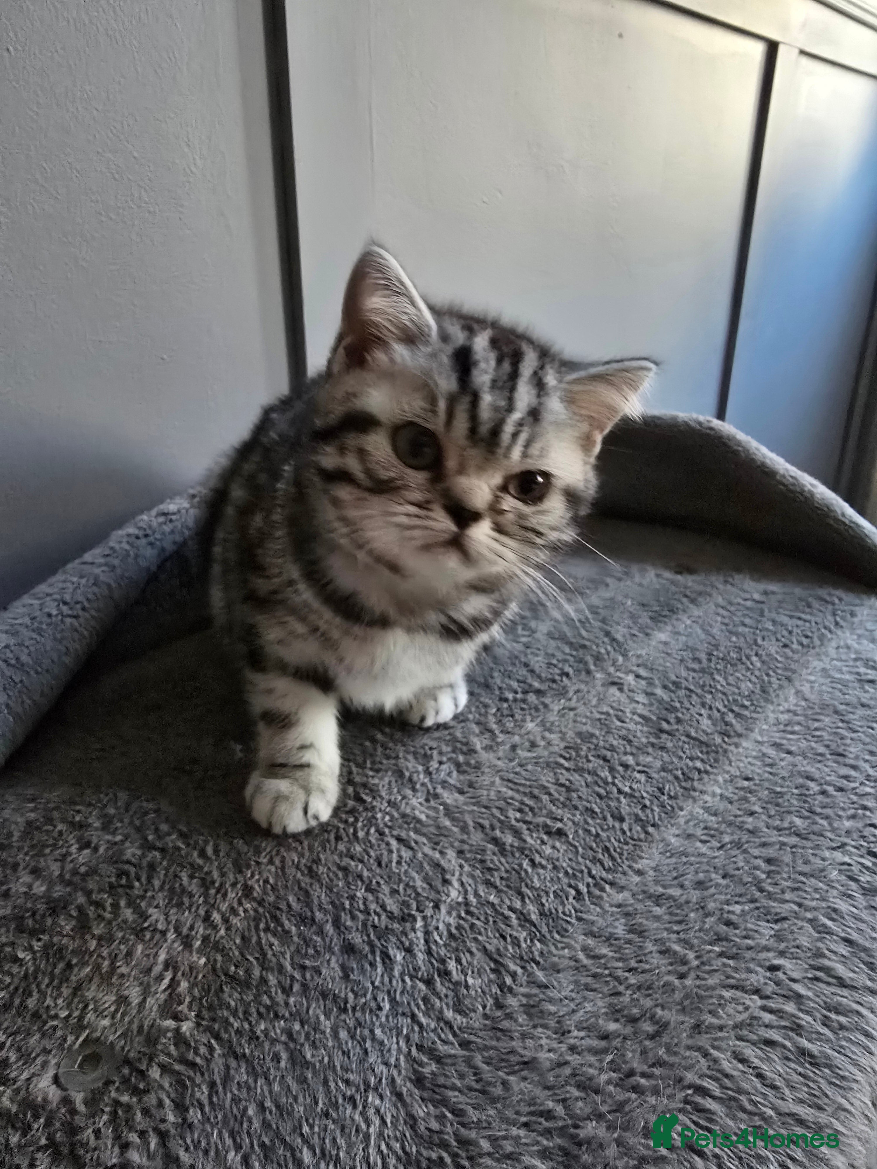 British Shorthair cats Beautiful bsh silver tabby kitten - Advert 4