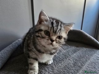British Shorthair cats Beautiful bsh silver tabby kitten - Advert 12
