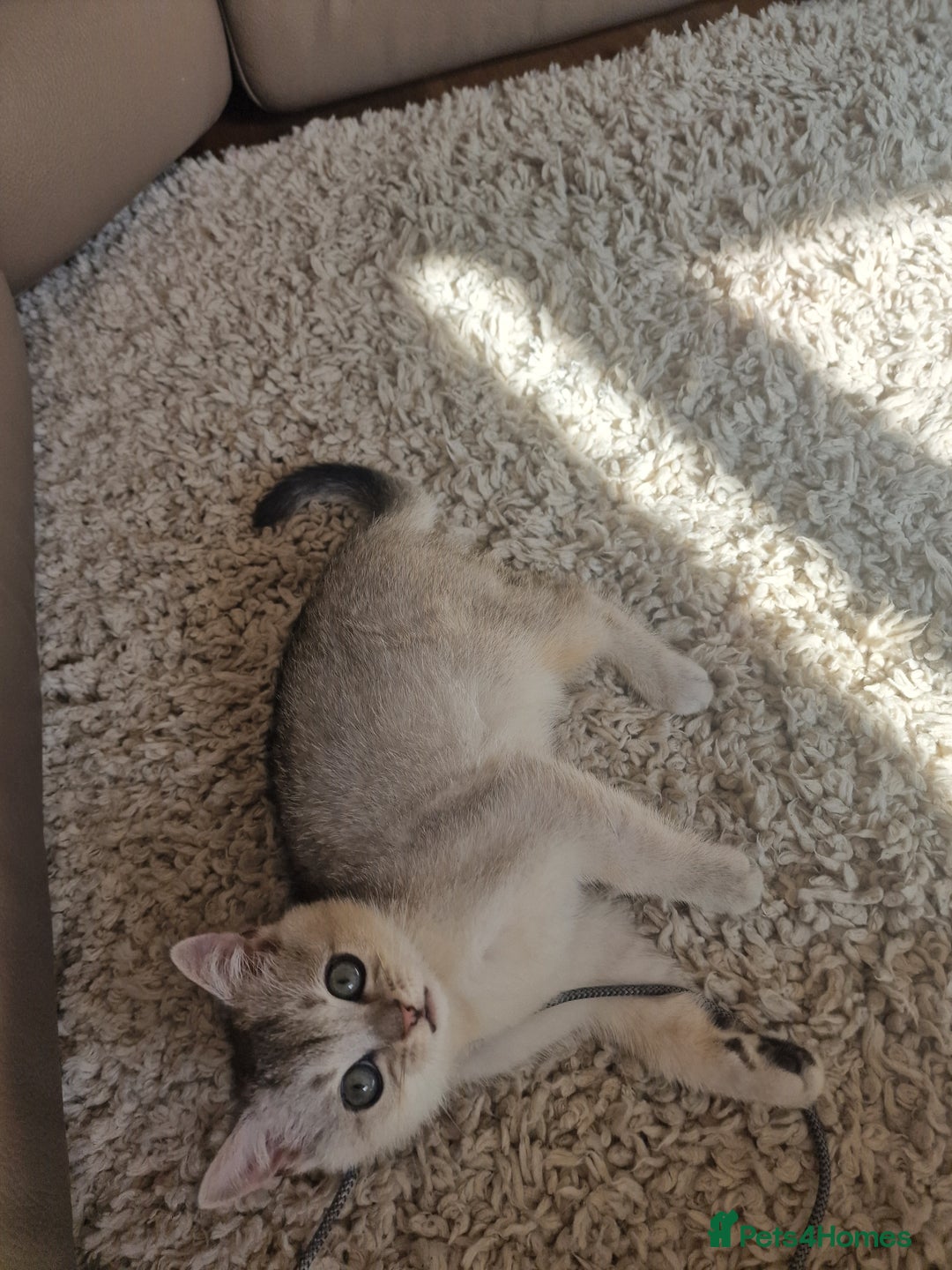 Scottish Fold cats for sale: Beautiful Scottish fold kittens - Image 6