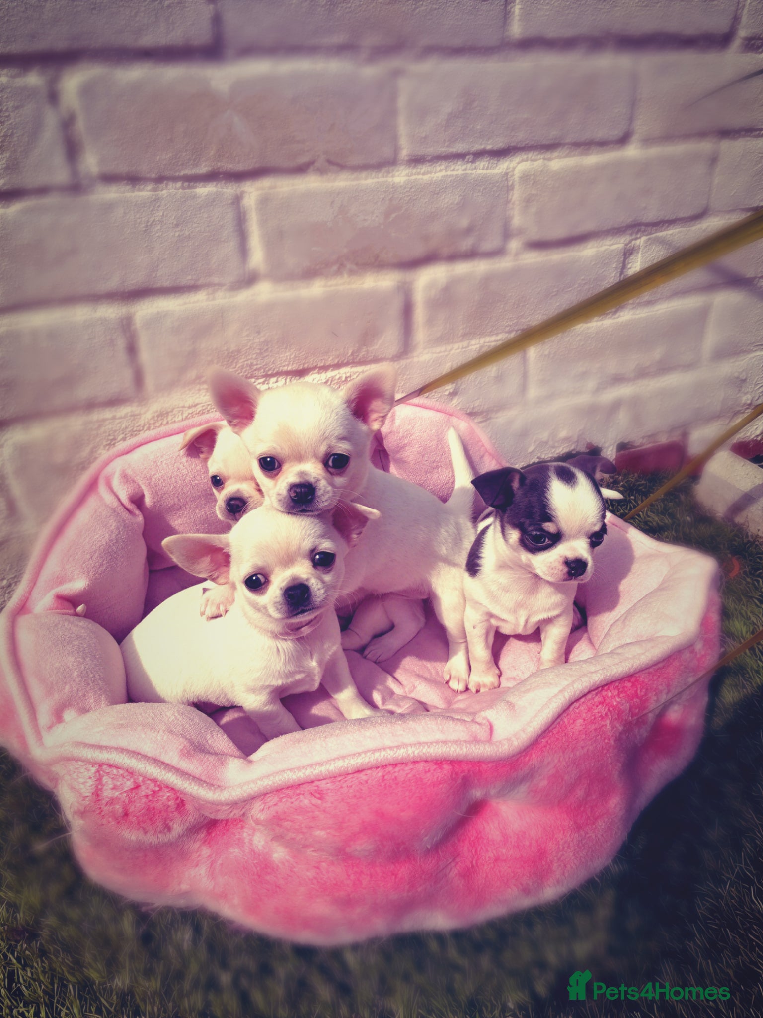Chihuahua dogs Beautiful KC registered Chihuahua puppies - Advert 9
