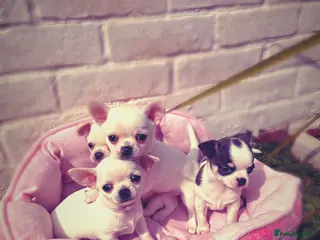 Chihuahua dogs Beautiful KC registered Chihuahua puppies - Advert 9