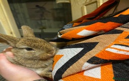 Netherland Dwarf rabbits for sale: Netherland Dwarf / Minilop  - Image 3