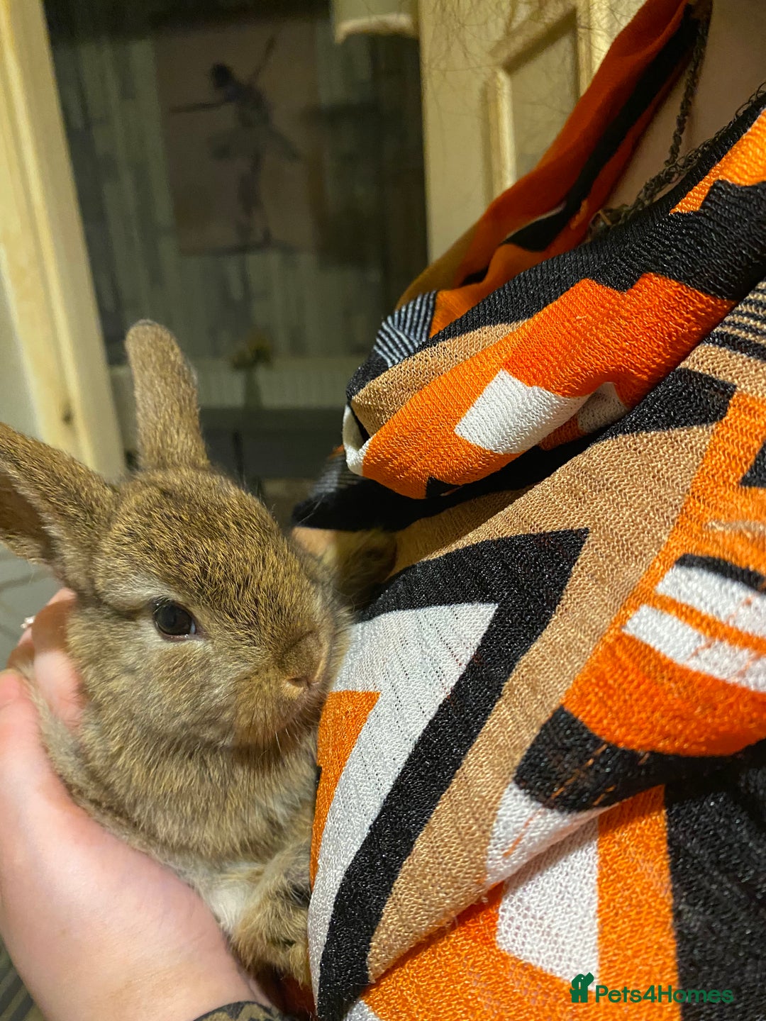 Netherland Dwarf rabbits for sale: Netherland Dwarf / Minilop  - Image 3