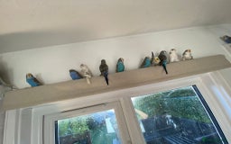 Parakeets birds for sale: Various colours/age  budgies  - Image 1